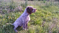 CHIOT