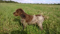 CHIOT